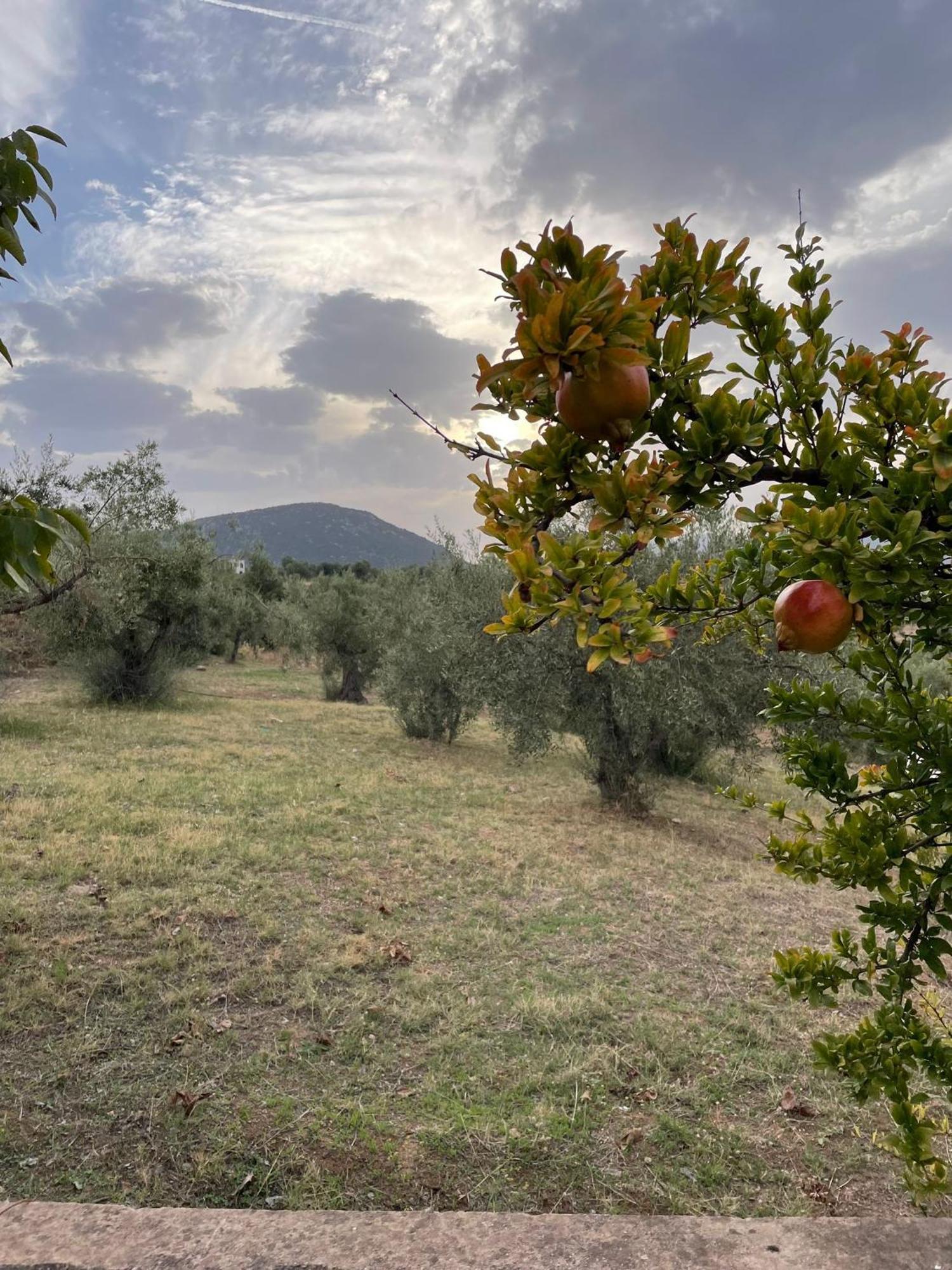 Panoramic View Summerhouse Loukissia Bagian luar foto